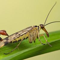 Scorpion Fly, male 